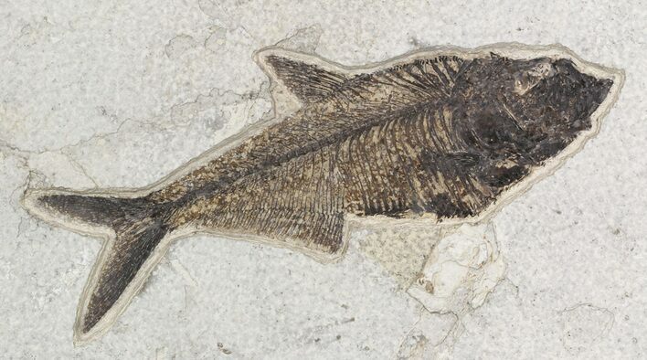 Diplomystus Fossil Fish - Green River Formation #51262